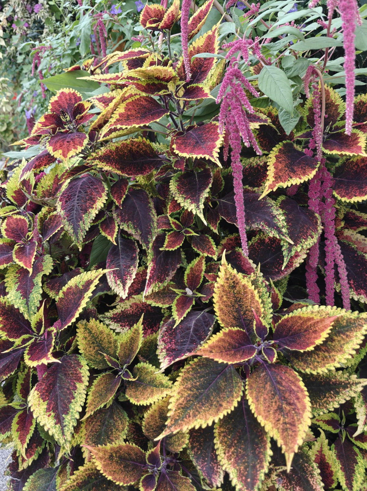 Close up of colourful plant leaves
